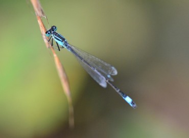 Ischnura elegans (Vander Linden, 1820) – Ahmet Güngör, Ordu