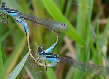Ischnura elegans (Vander Linden, 1820) – Ahmet Güngör, Ordu
