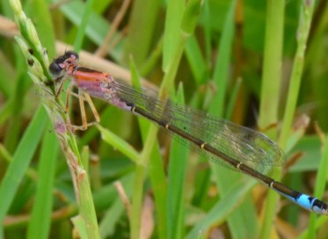 Ischnura elegans (Vander Linden, 1820) – Ahmet Güngör, Ordu