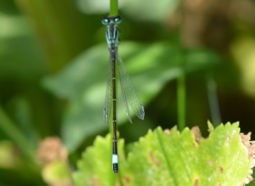 Ischnura elegans (Vander Linden, 1820) – Ahmet Güngör, Bolu