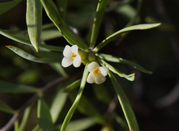 Daphne gnidioides