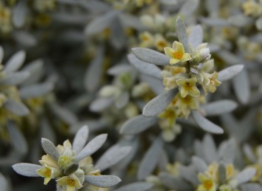 Thymelaea tartonraira