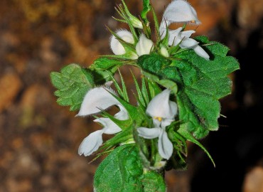 Lamium moschatum Miller