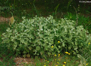 Marrubium rotundifolium Boiss.