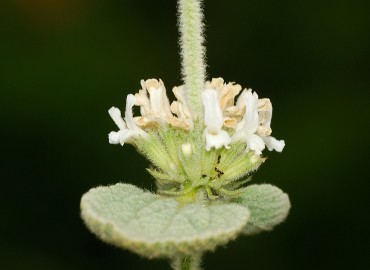 Marrubium vulgare L.