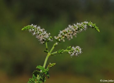 Mentha longifolia subsp. typhoides (Briq.) Harley