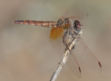 Trithemis annulata (Palisot De Beauvois, 1805) – Ahmet Güngör, İzmir