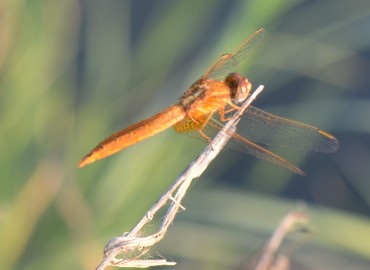Crocothemis erythraea (Brullé, 1832) – Ahmet Güngör, Balıkesir
