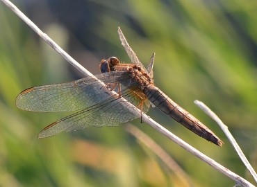 Crocothemis erythraea (Brullé, 1832) – Ahmet Güngör, Balıkesir