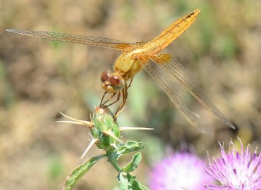 Crocothemis erythraea (Brullé, 1832) – Ahmet Güngör, Samsun