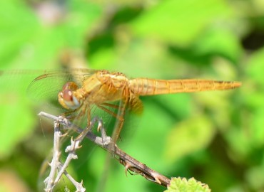 Crocothemis erythraea (Brullé, 1832) – Ahmet Güngör, Samsun