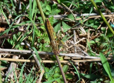 Crocothemis erythraea (Brullé, 1832) – Ahmet Güngör, Samsun
