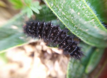 Melitaea cinxia (İparhan) – Asrın Akıncıoğlu, Kırklareli