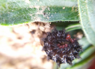 Melitaea cinxia (İparhan) – Asrın Akıncıoğlu, Kırklareli