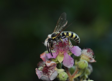 Colpa sexmaculata (Fabricius, 1781) – Mehmet Baykul, Balıkesir