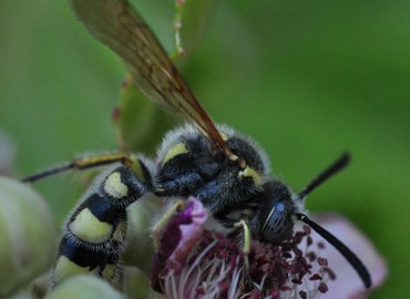 Colpa sexmaculata (Fabricius, 1781) – Mehmet Baykul, Balıkesir