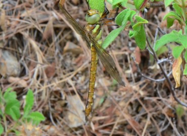 Aeshna isoceles (Müller, 1767)