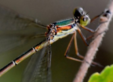 Chalcolestes viridis (Vander Linden, 1825)