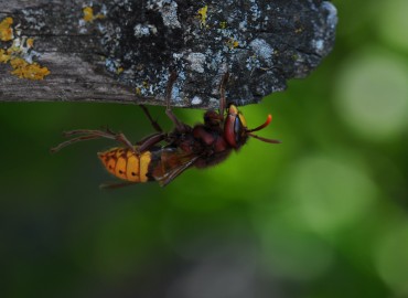Vespa crabro (Avrupa Eşek Arısı) – Mehmet Baykul, Balıkesir