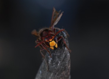 Vespa crabro (Avrupa Eşek Arısı) – Mehmet Baykul, Balıkesir