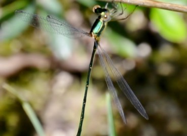 Chalcolestes parvidens (Artobolevskii, 1929)