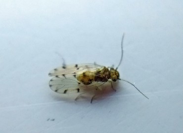 Ectopsocus sp. fotoğrafı 3