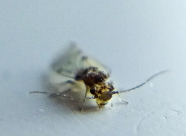Ectopsocus sp. fotoğrafı 2