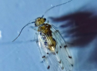 Ectopsocus sp. fotoğrafı 1