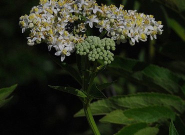 Sambucus nigra L. (Ağaç mürver)