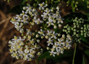 Sambucus nigra L. fotoğrafı 3