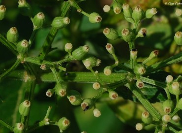 Sambucus nigra L. fotoğrafı 2