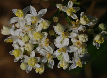 Sambucus nigra L. fotoğrafı 1