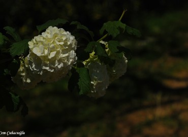 Viburnum opulus L. (Gilaburu)