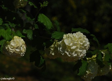 Viburnum opulus L. fotoğrafı 1