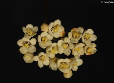 Viburnum tinus L. fotoğrafı 3