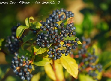 Viburnum tinus L. fotoğrafı 2