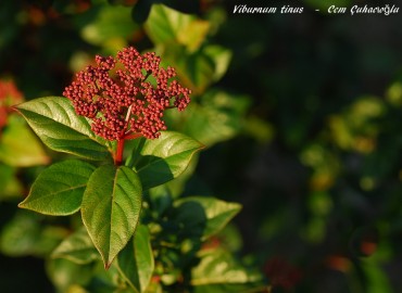 Viburnum tinus L. fotoğrafı 1