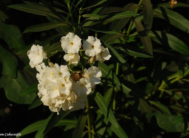 Nerium oleander L. fotoğrafı 1