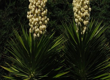 Yucca filamentosa L.