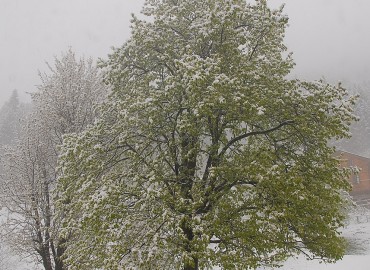 Carpinus betulus  L.