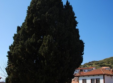 Cupressus sempervirens L.