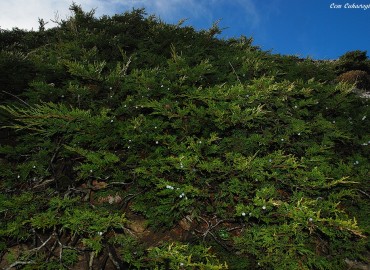 Juniperus communis L. var. saxatalis PALL.