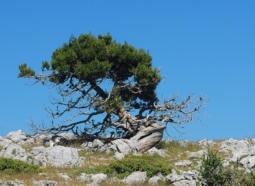 Juniperus oxycedrus subsp. oxycedrus var. oxycedrus f. oxycedrus