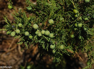 Juniperus sabina L.