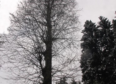 Fagus orientalis LIPSKY