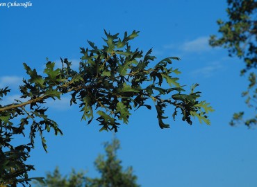 Quercus cerris  L.