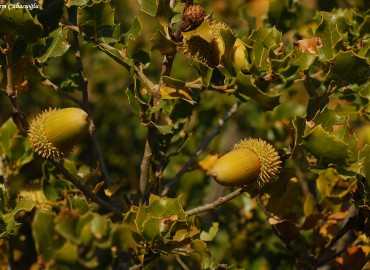 Quercus coccifera L.