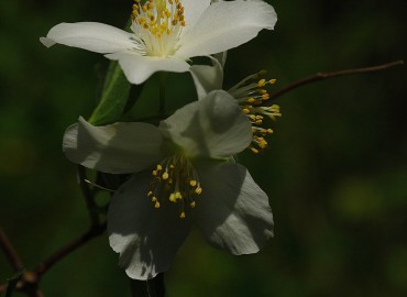 Philadelphus coronarius L. fotoğrafı 2