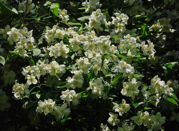 Philadelphus coronarius L. fotoğrafı 1