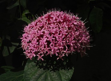 Clerodendrum bungei